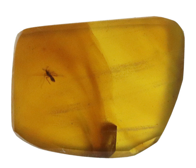 琥珀コレクター垂涎の古（いにしえ）の琥珀、バーマイト（Burmite）。透明な基質に浮かぶ虫一匹（その1）