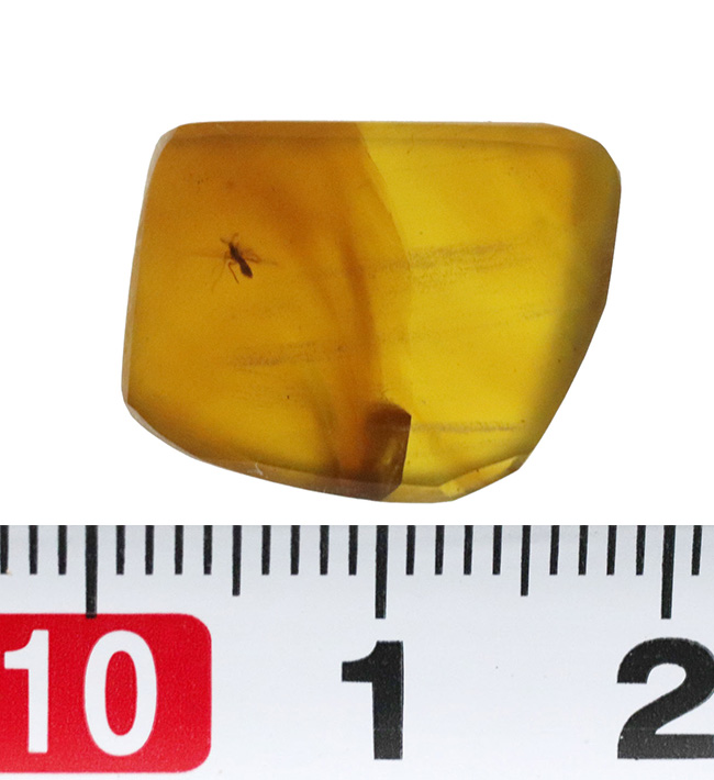琥珀コレクター垂涎の古（いにしえ）の琥珀、バーマイト（Burmite）。透明な基質に浮かぶ虫一匹（その6）
