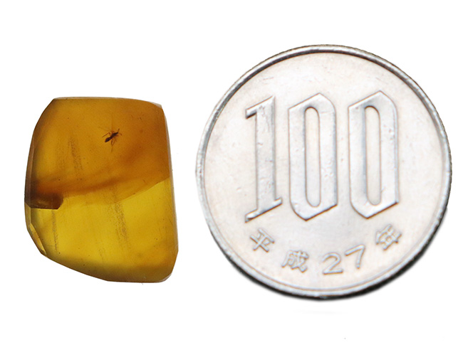 琥珀コレクター垂涎の古（いにしえ）の琥珀、バーマイト（Burmite）。透明な基質に浮かぶ虫一匹（その7）