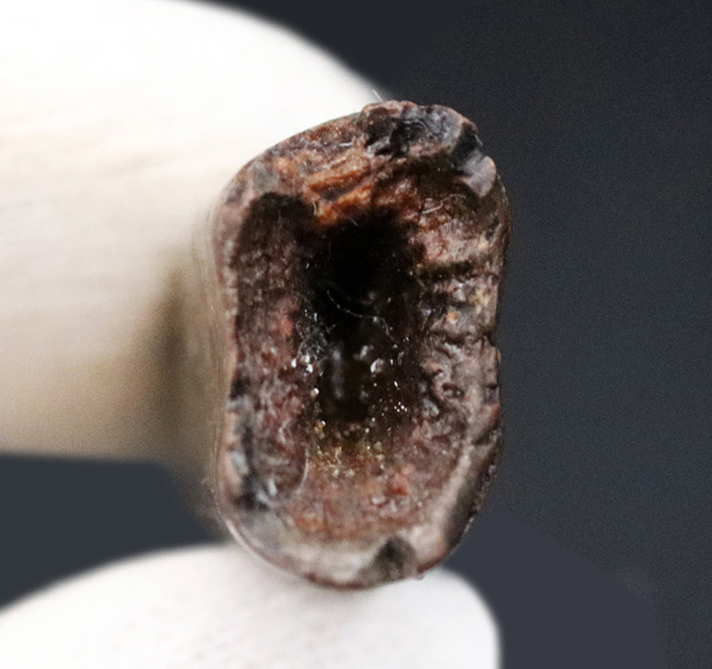 まさにジェム、これがジェム。両刃のセレーションが保存された「ナチュラル」なティラノサウルス・レックス(Tyrannosaurus rex)の歯化石(その10)