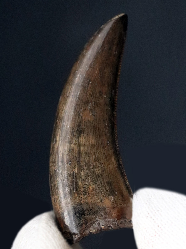 まさにジェム、これがジェム。両刃のセレーションが保存された「ナチュラル」なティラノサウルス・レックス(Tyrannosaurus rex)の歯化石(その3)
