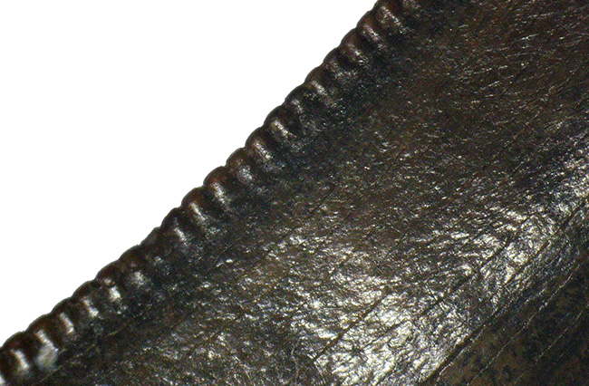 まさにジェム、これがジェム。両刃のセレーションが保存された「ナチュラル」なティラノサウルス・レックス(Tyrannosaurus rex)の歯化石(その7)