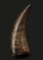 まさにジェム、これがジェム。両刃のセレーションが保存された「ナチュラル」なティラノサウルス・レックス（Tyrannosaurus rex）の歯化石