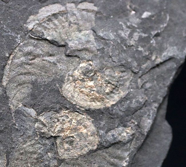 人気の黒ジュラ！２０センチを超える大判サイズ！ドイツ・ホルツマーデン産のダクチリオセラス（Dactylioceras）の群集化石（その4）
