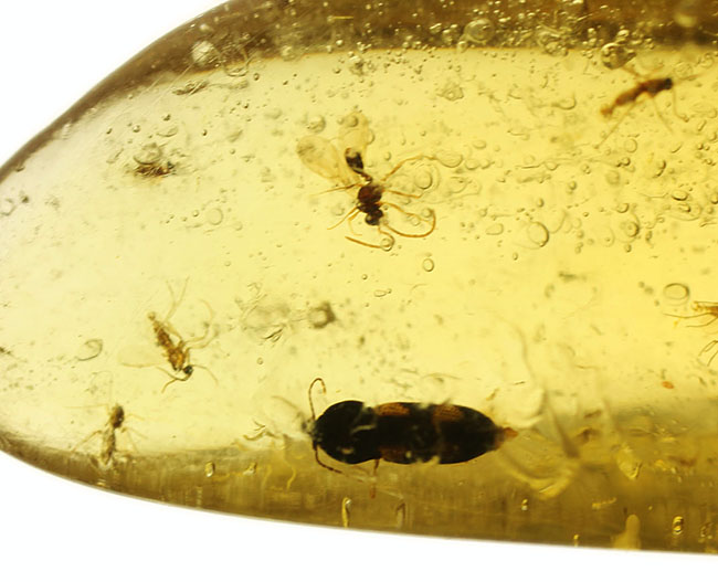大小50匹以上の虫が内包された、マダガスカル産コーパル(Copal)(その16)