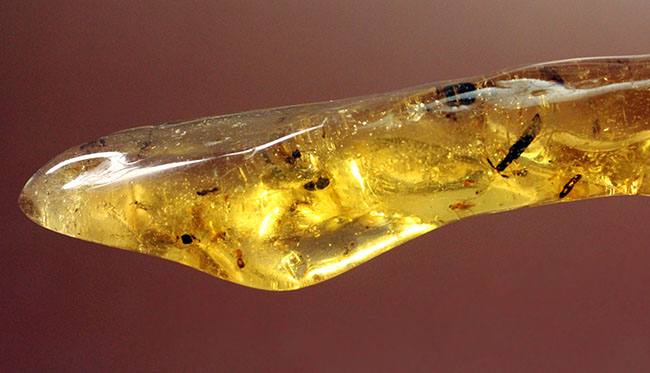 大小50匹以上の虫が内包された、マダガスカル産コーパル(Copal)(その3)