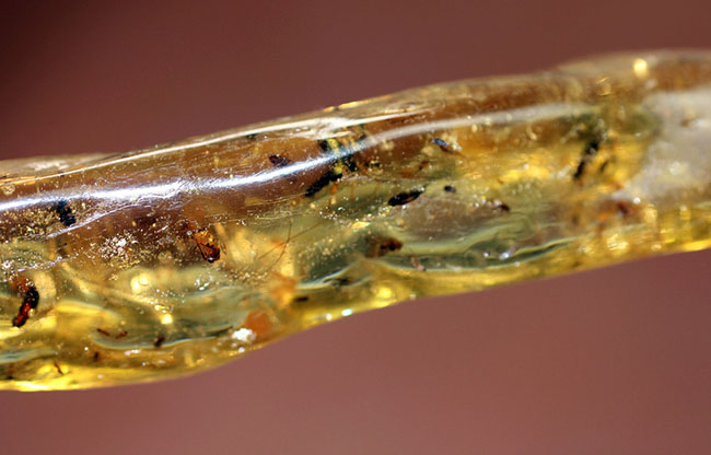 大小50匹以上の虫が内包された、マダガスカル産コーパル(Copal)(その4)