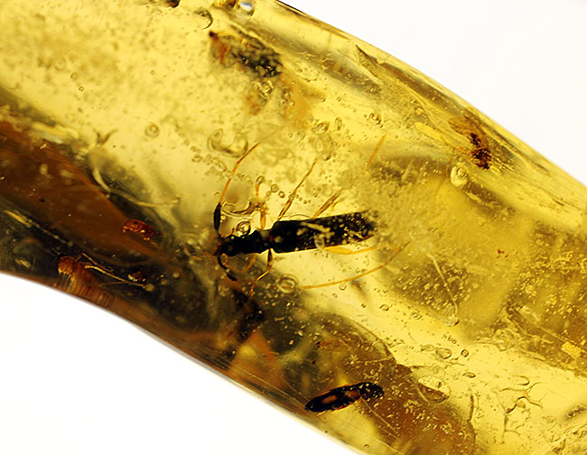 大小50匹以上の虫が内包された、マダガスカル産コーパル