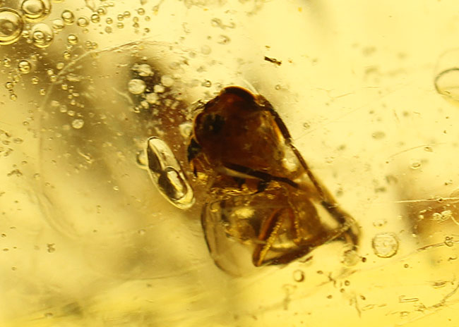 大小50匹以上の虫が内包された、マダガスカル産コーパル(Copal)(その7)