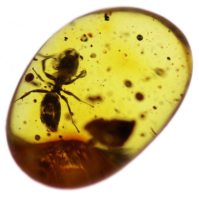 数千万年前のアリの仲間を内包した、黄金色を呈するバルト海産の虫入り琥珀（Amber）（その1）
