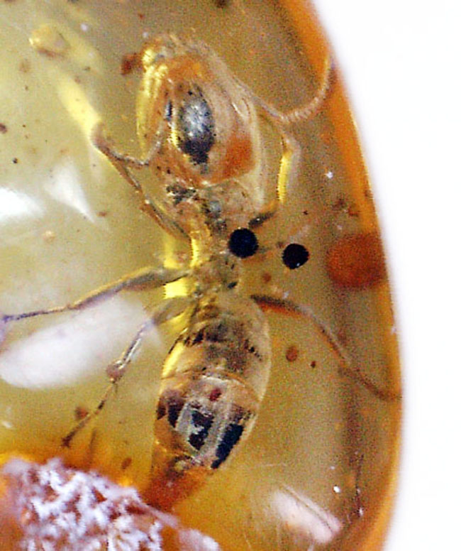 数千万年前のアリの仲間を内包した、黄金色を呈するバルト海産の虫入り琥珀（Amber）（その2）