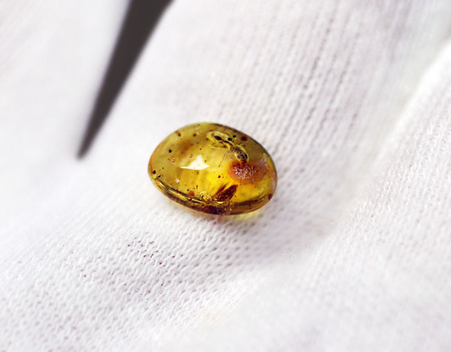 数千万年前のアリの仲間を内包した、黄金色を呈するバルト海産の虫入り琥珀（Amber）（その3）