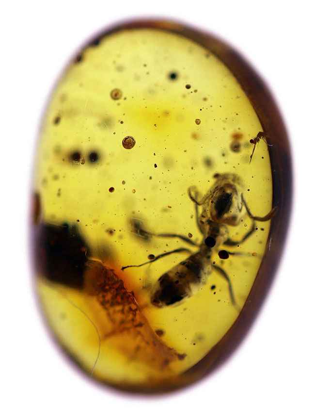 数千万年前のアリの仲間を内包した、黄金色を呈するバルト海産の虫入り琥珀（Amber）（その4）