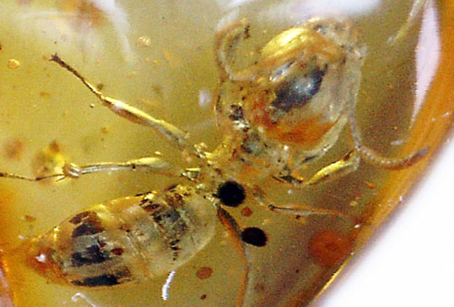 数千万年前のアリの仲間を内包した、黄金色を呈するバルト海産の虫入り琥珀（Amber）（その5）