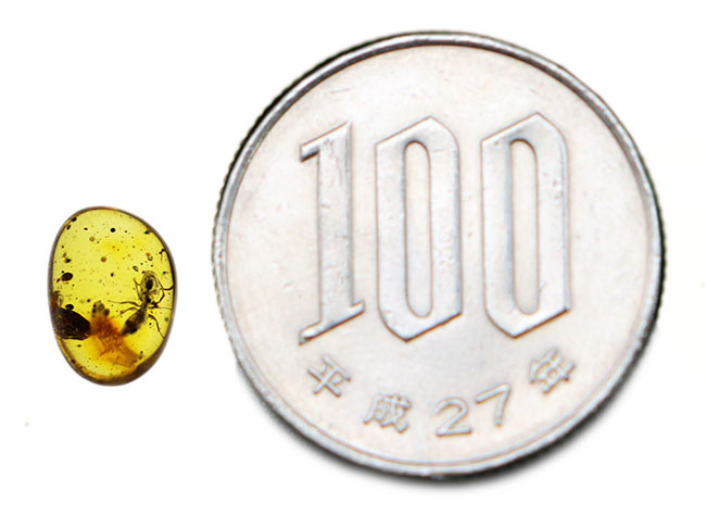 数千万年前のアリの仲間を内包した、黄金色を呈するバルト海産の虫入り