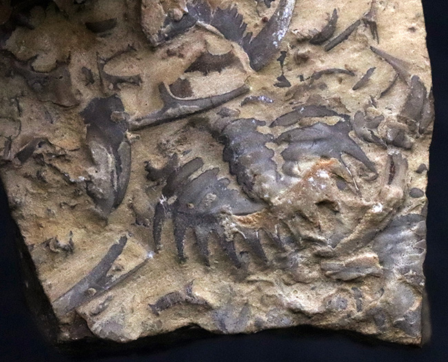 バットマン、あるいは蝙蝠石の愛称で知られる三葉虫の尾部（ドレパヌラなど）の群集化石（その4）