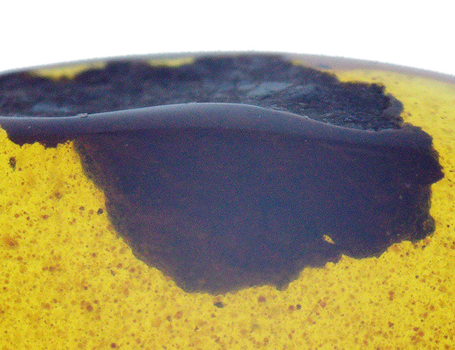 目立った内包物は虫と大きな植物片のみという、シンプルなバーマイト（Burmite）（その3）