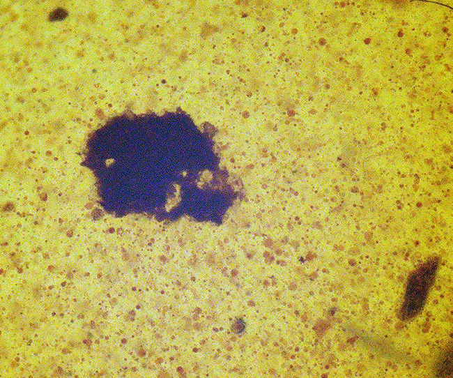 目立った内包物は虫と大きな植物片のみという、シンプルなバーマイト（Burmite）（その4）