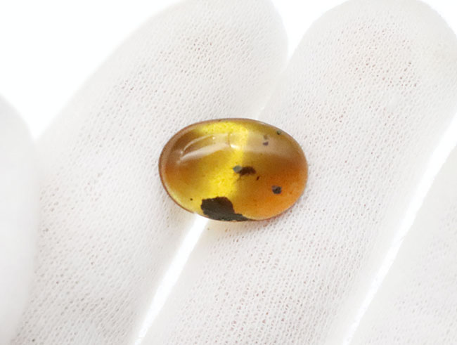 目立った内包物は虫と大きな植物片のみという、シンプルなバーマイト（Burmite）（その5）