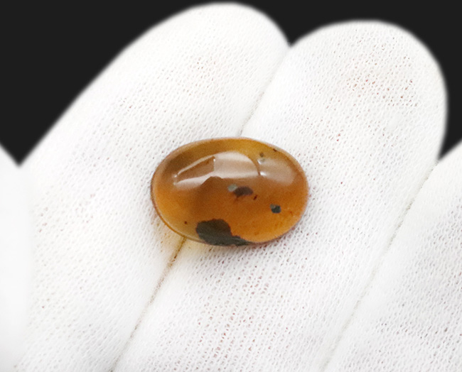 目立った内包物は虫と大きな植物片のみという、シンプルなバーマイト（Burmite）（その6）