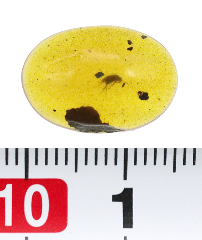 目立った内包物は虫と大きな植物片のみという、シンプルなバーマイト（Burmite）（その7）