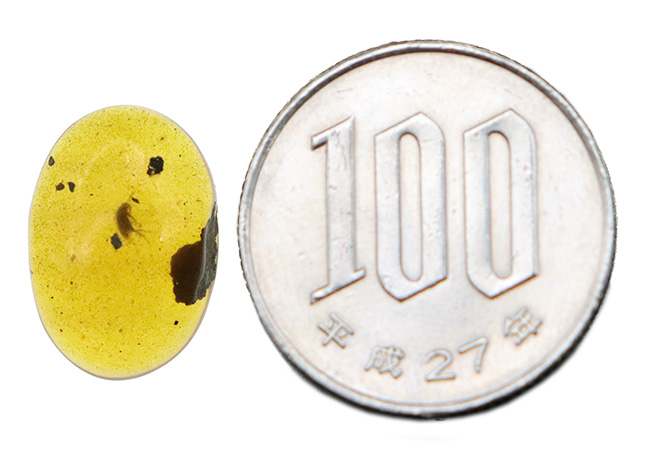 目立った内包物は虫と大きな植物片のみという、シンプルなバーマイト（Burmite）（その8）