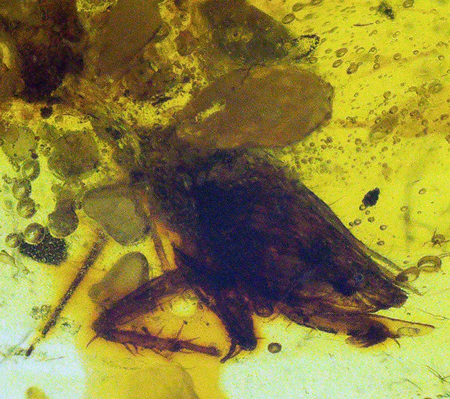 約1億年前のミャンマー琥珀・バーマイト（Burmite）｜透明度ある17ミリ片に、昆虫の脚・毛状構造・植物片を内包（その3）