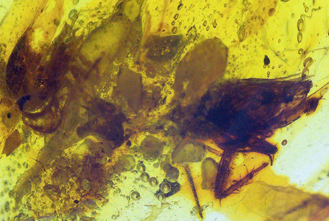 約1億年前のミャンマー琥珀・バーマイト（Burmite）｜透明度ある17ミリ片に、昆虫の脚・毛状構造・植物片を内包（その5）