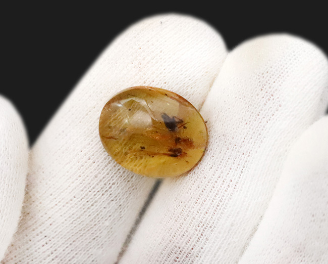 約1億年前のミャンマー琥珀・バーマイト（Burmite）｜透明度ある17ミリ片に、昆虫の脚・毛状構造・植物片を内包（その7）