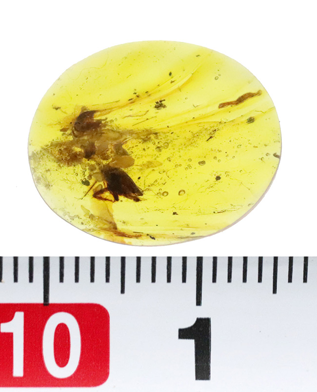 約1億年前のミャンマー琥珀・バーマイト（Burmite）｜透明度ある17ミリ片に、昆虫の脚・毛状構造・植物片を内包（その9）