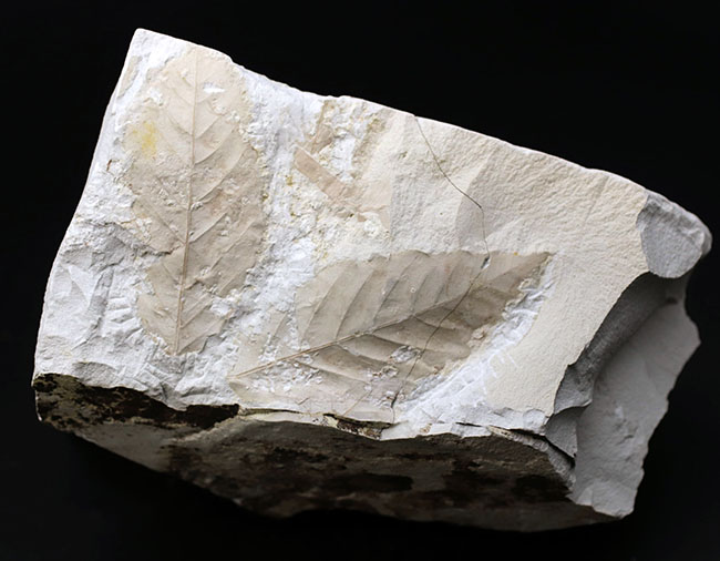 白化粧！久々のマニアックシリーズ！特大、国産植物化石の秀逸標本、アサダ（ Ostrya ）の葉っぱ化石（その1）