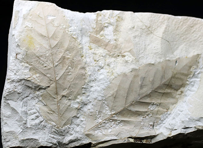 白化粧！久々のマニアックシリーズ！特大、国産植物化石の秀逸標本、アサダ（ Ostrya ）の葉っぱ化石（その2）