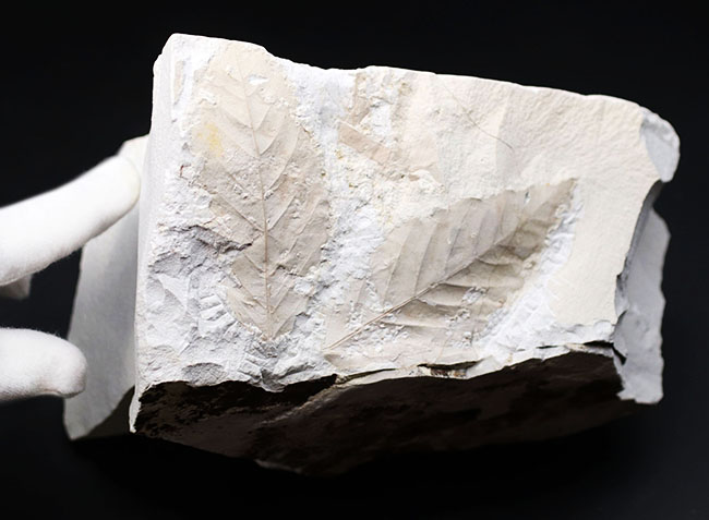 白化粧！久々のマニアックシリーズ！特大、国産植物化石の秀逸標本、アサダ（ Ostrya ）の葉っぱ化石（その3）