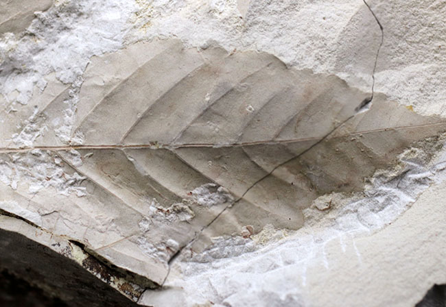 白化粧！久々のマニアックシリーズ！特大、国産植物化石の秀逸標本、アサダ（ Ostrya ）の葉っぱ化石（その4）