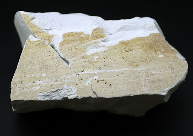 白化粧！久々のマニアックシリーズ！特大、国産植物化石の秀逸標本、アサダ（ Ostrya ）の葉っぱ化石（その5）