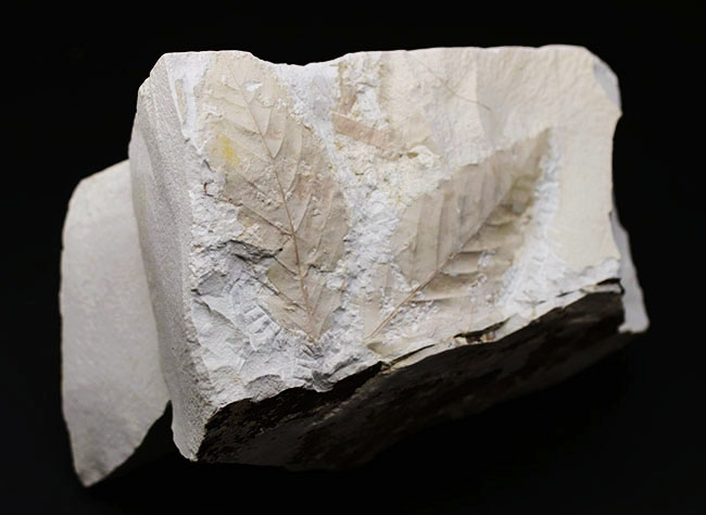 白化粧！久々のマニアックシリーズ！特大、国産植物化石の秀逸標本、アサダ（ Ostrya ）の葉っぱ化石（その7）