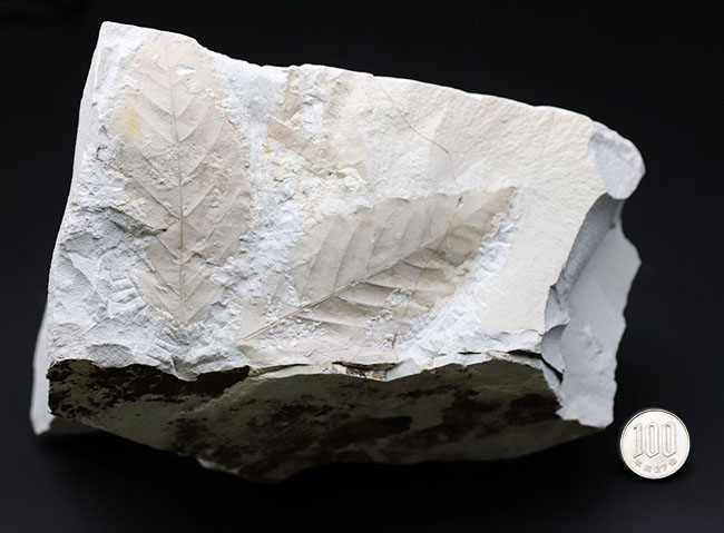 白化粧！久々のマニアックシリーズ！特大、国産植物化石の秀逸標本、アサダ（ Ostrya ）の葉っぱ化石（その8）