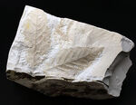 白化粧！久々のマニアックシリーズ！特大、国産植物化石の秀逸標本、アサダ（ Ostrya ）の葉っぱ化石