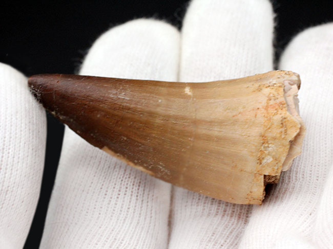 エナメル質に皺がよりほどナチュラルなモササウルス(Mosasaurus)科の生物の歯化石(その3)