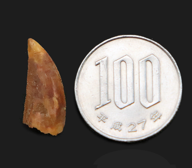 レア!モロッコ南東部国境付近に広がるケムケム層で発見された小型獣脚類、ラプトル(Raptor)の仲間の鋭い歯化石(その7)