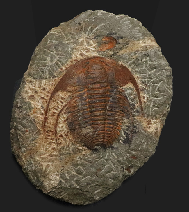 最も古い三葉虫の一つ、プリコパリア目に属する、ルサティオプス(Lusatiops)の化石(その1)