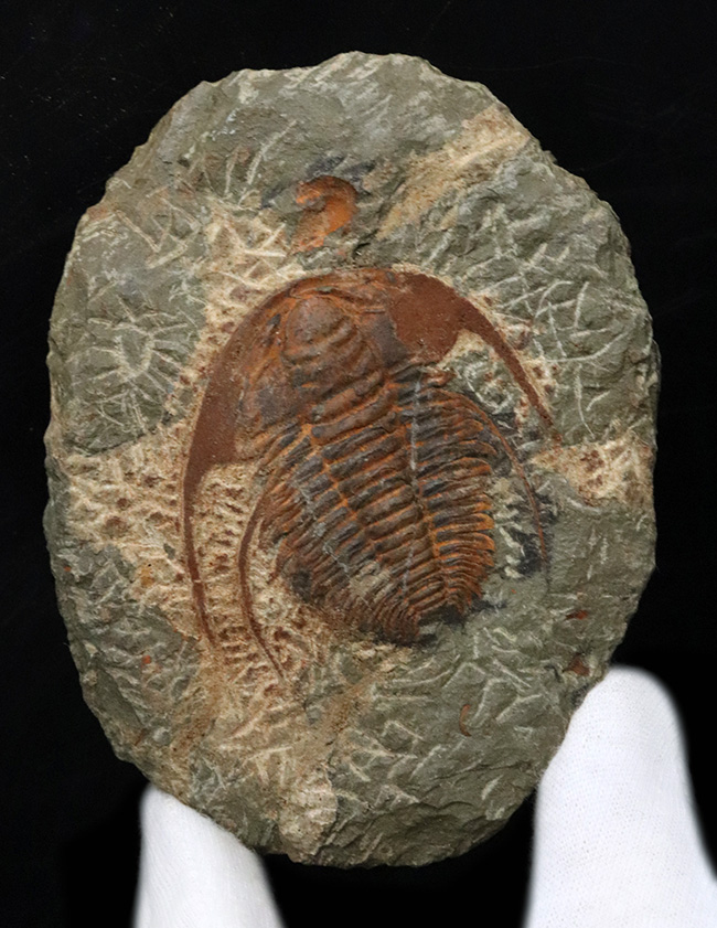 最も古い三葉虫の一つ、プリコパリア目に属する、ルサティオプス(Lusatiops)の化石(その2)