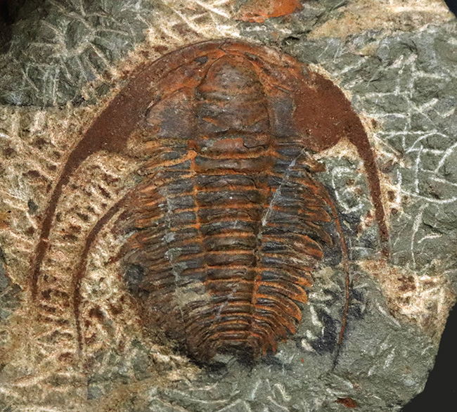 最も古い三葉虫の一つ、プリコパリア目に属する、ルサティオプス(Lusatiops)の化石(その3)
