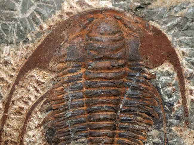 最も古い三葉虫の一つ、プリコパリア目に属する、ルサティオプス(Lusatiops)の化石(その4)