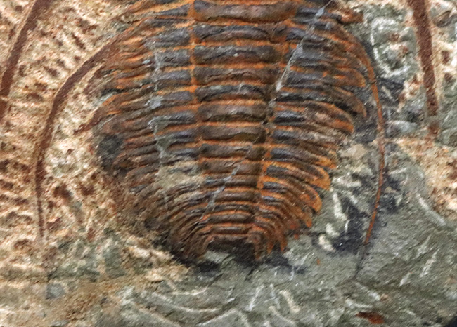最も古い三葉虫の一つ、プリコパリア目に属する、ルサティオプス(Lusatiops)の化石(その5)