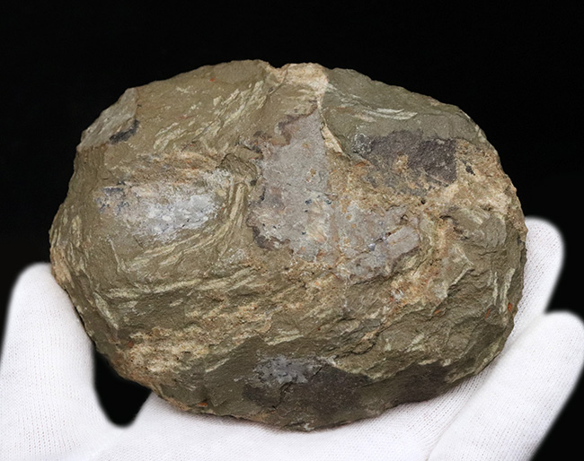最も古い三葉虫の一つ、プリコパリア目に属する、ルサティオプス(Lusatiops)の化石(その6)