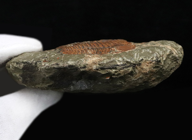 最も古い三葉虫の一つ、プリコパリア目に属する、ルサティオプス(Lusatiops)の化石(その7)