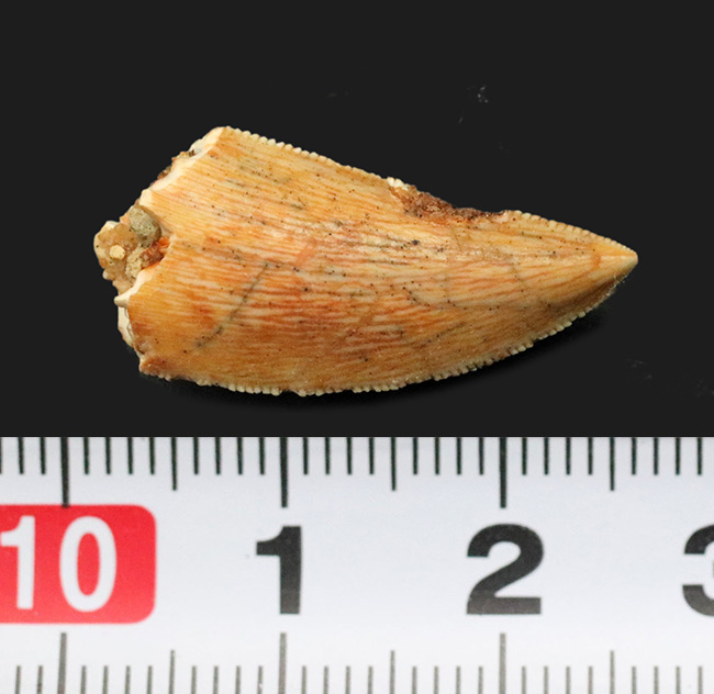 ナチュラル＆保存状態良好！モロッコ産の小型獣脚類、ラプトル（Raptor）の仲間の歯化石（その7）