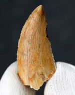 ナチュラル＆保存状態良好！モロッコ産の小型獣脚類、ラプトル（Raptor）の仲間の歯化石