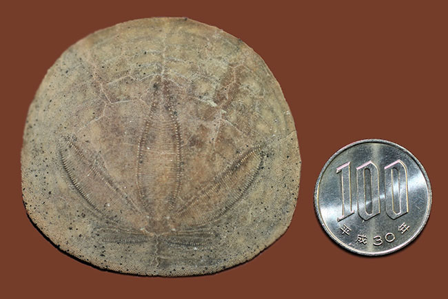 まるでコインのようなウニ、デンドラスター（Dendraster ashleyi）の化石。米国カリフォルニア州産。（その10）